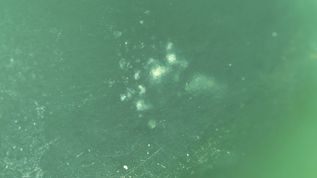 Figure 2. Small clumps of whitish cottony inclusions were observed in some of the studied chrysoprase cabochons. Photomicrograph by Suwasan Wongchacree; field of view 4.80 mm. Figure 2. Small clumps of whitish cottony inclusions were observed in some of the studied chrysoprase cabochons. Photomicrograph by Suwasan Wongchacree; field of view 4.80 mm.