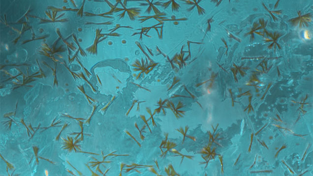 Goethite sprays in an apatite’s surface-reaching fracture. Photomicrograph by Michaela Damba and John Koivula; field of view 1.26 mm.