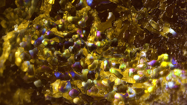 Cellular arrangement of calcitic crystals on the surface of a pen pearl showing play-of-color caused by their interaction with light. Photomicrograph by Gauri Sarvankar; field of view 3.30 mm. Cellular arrangement of calcitic crystals on the surface of a pen pearl showing play-of-color caused by their interaction with light. Photomicrograph by Gauri Sarvankar; field of view 3.30 mm.
