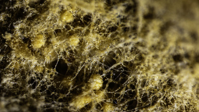 Figure 2. Thread-like filaments of the webbing with yellow globules trapped between them were observed on the non-nacreous area of the pearl. Photomicrograph by Eram Shaikh; field of view 8.00 mm.