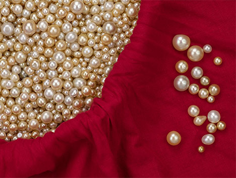 Figure 24. Most of the round natural pearls circulating in Eurasian markets during Gregorio di Girach-Mirman’s time likely would have come from the Pinctada radiata mollusk, found in the Persian Gulf. These modern examples show the type of pearls prized by merchants centuries ago. Photo by Robert Weldon; courtesy of Ahmad Abdullah Alomaish Alajmi.