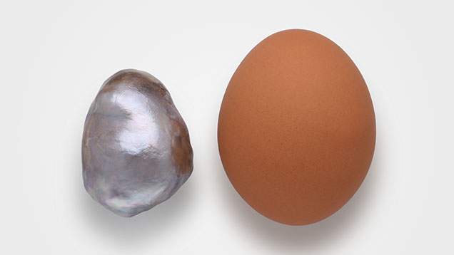 Figure 1. The South Sea bead cultured pearl measuring 42.97 × 33.43 × 31.00 mm and a large chicken egg (57 × 43 mm). Photo by Sood Oil (Judy) Chia. Figure 1. The South Sea bead cultured pearl measuring 42.97 × 33.43 × 31.00 mm and a large chicken egg (57 × 43 mm). Photo by Sood Oil (Judy) Chia.