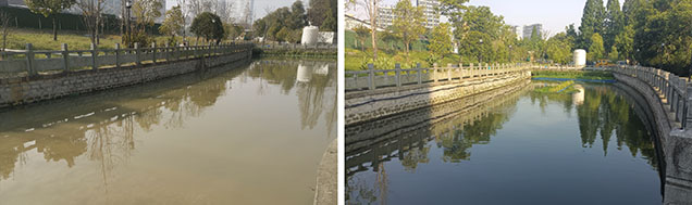 Figure 12. Xixinghou River in Binjiang District, Hangzhou. Left: Turbid water with low transparency before treatment. Right: After treatment, water quality is noticeably improved. Mussels are submerged using an automated lifting system and are not visible during normal operation. Courtesy of Zhejiang Qinghu Holdings Co., Ltd. Figure 12. Xixinghou River in Binjiang District, Hangzhou. Left: Turbid water with low transparency before treatment. Right: After treatment, water quality is noticeably improved. Mussels are submerged using an automated lifting system and are not visible during normal operation. Courtesy of Zhejiang Qinghu Holdings Co., Ltd.
