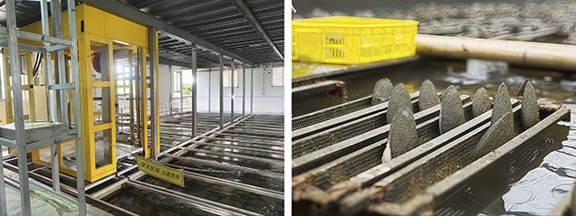 Figure 14. Industrialized ecological freshwater pearl culturing in Shanxiahu Town. Left: A greenhouse culturing environment. Right: Pearl mussels being cultured. Photos by Yalan Xu. Figure 14. Industrialized ecological freshwater pearl culturing in Shanxiahu Town. Left: A greenhouse culturing environment. Right: Pearl mussels being cultured. Photos by Yalan Xu.