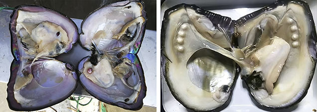 Figure 16. Selectively bred Hyriopsis cumingii mussels. Left: “Shen Zi No. 1” (11.43 × 17.05 cm), displaying the distinctive purple nacre characteristic of this line. Photo by Qishen Zhou. Right: “Shen Zhe No. 3,” showing multiple bead implantations (bead diameter ~5 mm) in the mantle tissue for BC pearl culturing. Photo from Gao et al. (2024). Figure 16. Selectively bred Hyriopsis cumingii mussels. Left: “Shen Zi No. 1” (11.43 × 17.05 cm), displaying the distinctive purple nacre characteristic of this line. Photo by Qishen Zhou. Right: “Shen Zhe No. 3,” showing multiple bead implantations (bead diameter ~5 mm) in the mantle tissue for BC pearl culturing. Photo from Gao et al. (2024).