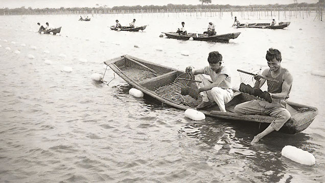 Figure 4. Operations at the Dahaiyang Pearl Farm in 1979 in Deqing County, Zhejiang Province. Photo from Zheng (2021). Figure 4. Operations at the Dahaiyang Pearl Farm in 1979 in Deqing County, Zhejiang Province. Photo from Zheng (2021).