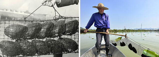 Figure 5. Left: Excessive stocking densities in a cage of Hyriopsis cumingii. Photo from Yang and Zhang (2016). Right: Standard practice includes maintaining 2–4 adult mussels per cage, as shown here in the village of Xinjucheng. Photo by Yalan Xu. Figure 5. Left: Excessive stocking densities in a cage of Hyriopsis cumingii. Photo from Yang and Zhang (2016). Right: Standard practice includes maintaining 2–4 adult mussels per cage, as shown here in the village of Xinjucheng. Photo by Yalan Xu.