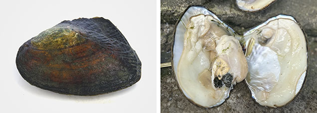 Figure 7. External morphology (left; 10.08 × 6.36 cm) and internal structure (right; 13.43 × 10.21 cm) of Hyriopsis cumingii. Photos by Qishen Zhou. Figure 7. External morphology (left; 10.08 × 6.36 cm) and internal structure (right; 13.43 × 10.21 cm) of Hyriopsis cumingii. Photos by Qishen Zhou.