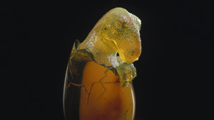 The Greeks called amber elektron, or “made by the sun.” Homer praised its bright glow. The Egyptians buried it in tombs for the afterlife. Today’s scientists value amber too: it provides a three-dimensional window into prehistoric ecosystems through the myriad animal and plant inclusions it contains. The Greeks called amber elektron, or “made by the sun.” Homer praised its bright glow. The Egyptians buried it in tombs for the afterlife. Today’s scientists value amber too: it provides a three-dimensional window into prehistoric ecosystems through the myriad animal and plant inclusions it contains.