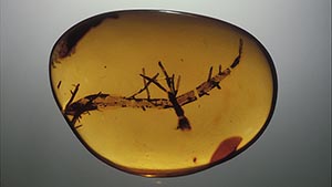 Free-form Amber Piece