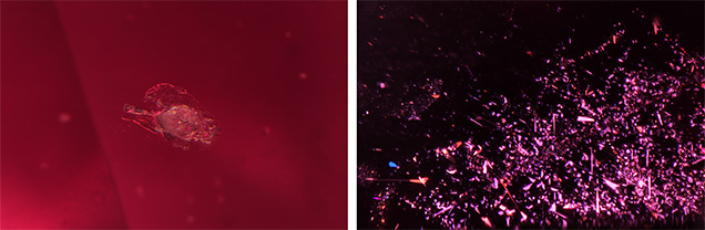Sapphire containing a negative crystal (left) and a cluster of silk (right). Sapphire containing a negative crystal (left) and a cluster of silk (right).