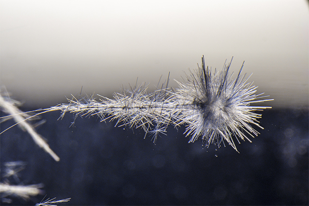 Tuft of blue needles in rock crystal quartz.