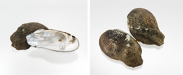 Natural freshwater pearl and its “Pistol Grip” shell. Natural freshwater pearl and its “Pistol Grip” shell.