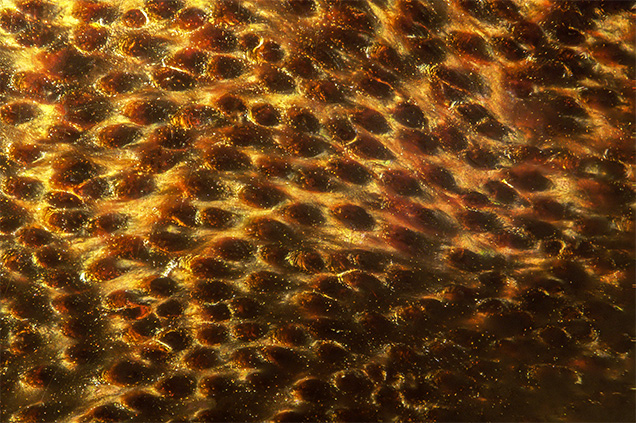 Intense orangy brown and black polyp structure consistent with natural black coral. Intense orangy brown and black polyp structure consistent with natural black coral.
