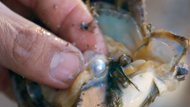 Akoya Pearl Oyster. This newly opened akoya pearl oyster reveals the cultured pearl that grew inside its gonad. This oyster’s scientific name is pinctada fucata (martensii).