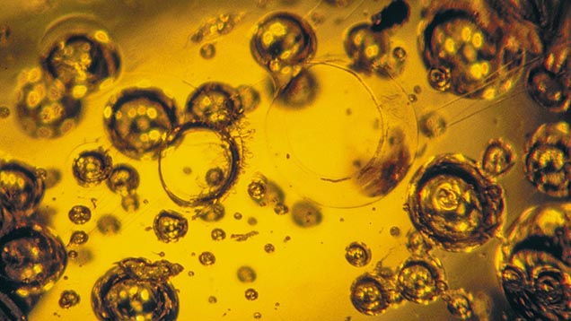 Gas Bubbles in Amber. Gas bubbles are very common amber inclusions. If there are a lot of them, they can give the material a cloudy appearance.