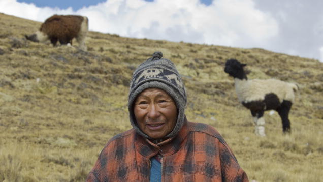 A Bolivian llama herder in the Antiplano region