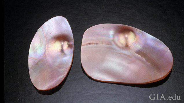 Cultured blister pearls from the pink heelsplitter