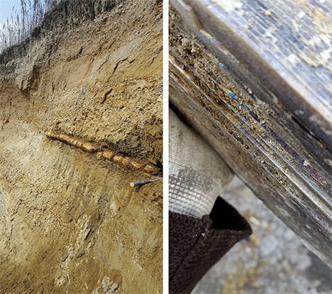 Petrified wood showing play-of-color from opal (right). Petrified wood showing play-of-color from opal (right).