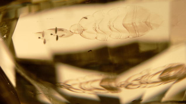 This pavilion view of the 4.76 × 4.30 × 2.75 mm Fancy yellow diamond displays the “fish” inclusion scene. The fish appears to be facing to the right. Magnified 40×. Photo by Martha Altobelli.