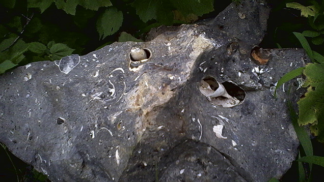 Drusy fossils in host rock Drusy fossils in host rock