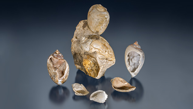 Fossilized drusy shells Fossilized drusy shells