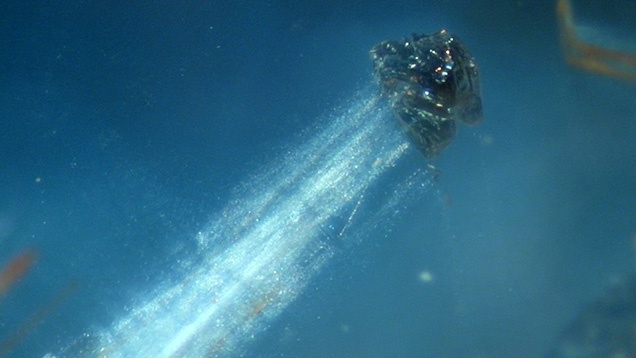 Comet-like inclusion