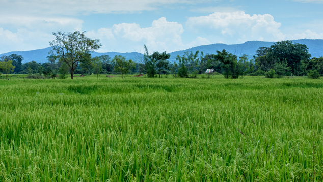Green Fields