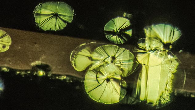 Lily Pads Lily Pads