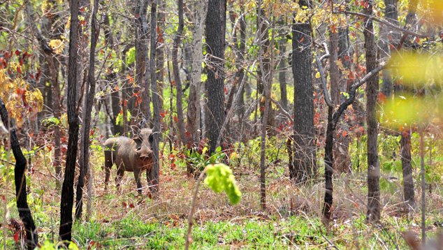 Northern Mozambique Warthogs