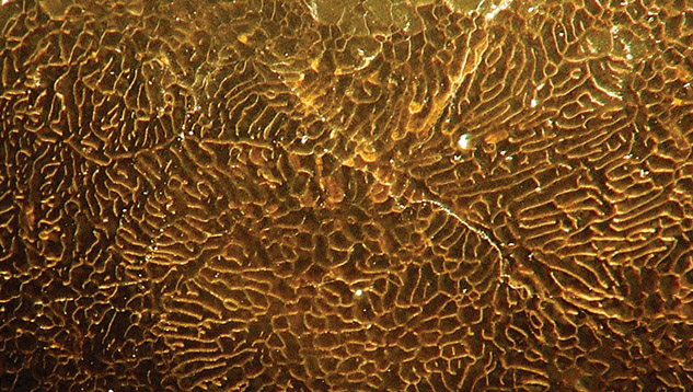 Surface magnification of non-nacreous beaded cultured pearl Surface magnification of non-nacreous beaded cultured pearl