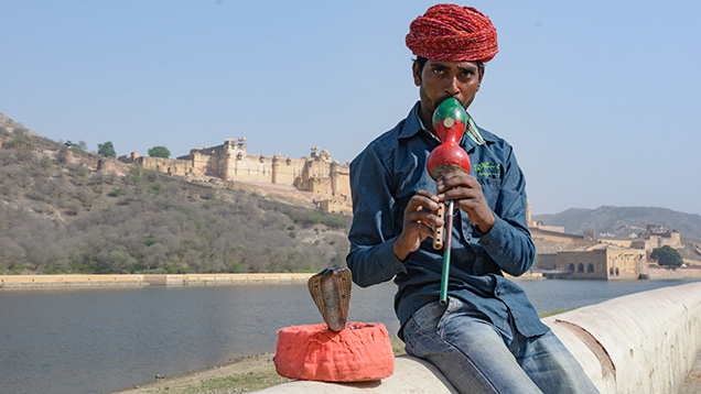 Snake charmer Snake charmer
