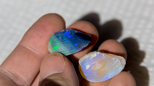 Hand holding two opalized shells
