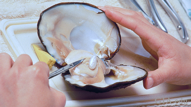 Extracting a fancy-shaped cultured pearl from a mollusk