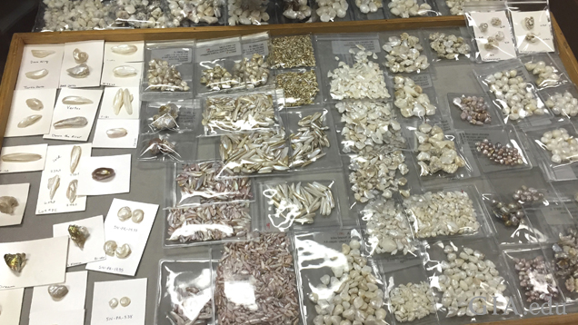 Natural pearls in a tray