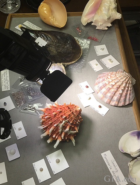 A display of unusual pearls