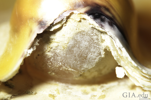 Magnified view