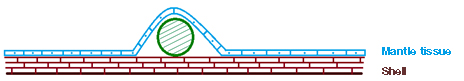bead nucleus