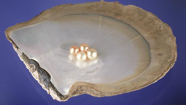 Gold-lipped Mollusk. Cultured pearls from Australia, Indonesia, the Philippines, and Myanmar, are grown in the Pinctada Maxima mollusk. This shell one is called gold-lipped because of the color of the outer rim of its mother-of-pearl layer.
