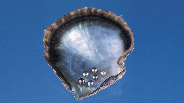 Black-lipped Mollusk Black-lipped Mollusk