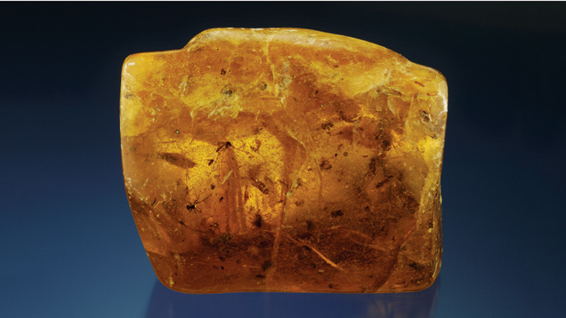 Rough Amber. Rough amber sometimes contains assorted plant and insect inclusions. Many are even visible without magnification.