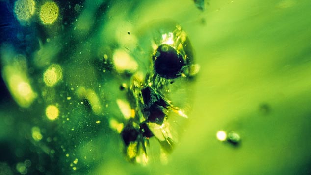 Black Mineral Crystals in Peridot Black Mineral Crystals in Peridot