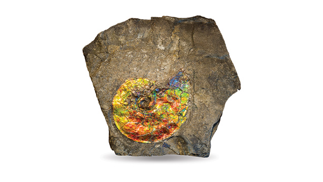 Ammolite in Rock Ammolite in Rock