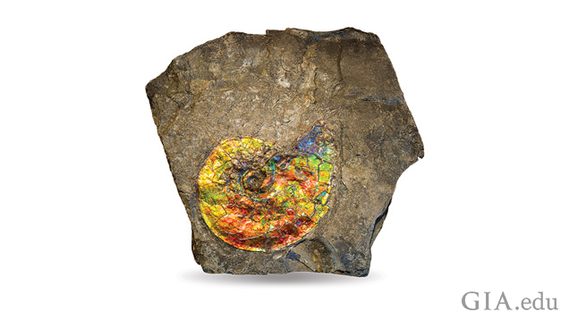 A brown rock is host to a nautilus shell-shaped piece of fossilized ammonite. A brown rock is host to a nautilus shell-shaped piece of fossilized ammonite.