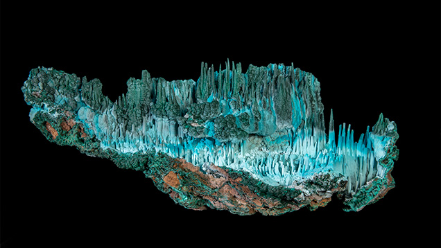 “Atlantis” Star of the Congo Mine Lubumbashie, Haute-Katanga Democratic Republic of the Congo Approximately 31.75 kg and measures 70 cm in length, by 25 cm in width. This magnificent specimen of malachite and chrysocolla is from an area in the southern part of the Democratic Republic of the Congo known as the “copper crescent,” an area famous for its copper mines. Broken chrysocolla-coated stalactites reveal malachite cores. Look closely; often there is a small hole in the center. These are tubes through which solutions dripped and caused the downward growth of the stalactite. Where these straw-like openings don’t exist, solutions ran down the outside of the stalactite, making them thicker. Some of the stalactites are oddly curved and bulbous. When stalactites develop they are under the influence of gravity and should form straight growth. The curvature suggests an outside influence like air or water currents caused more growth on one side. All in all, this amazing specimen is reminiscent of a dreamy underwater scene or fantasy world leading to its name, Atlantis. Photo: Robert Weldon “Atlantis” Star of the Congo Mine Lubumbashie, Haute-Katanga Democratic Republic of the Congo Approximately 31.75 kg and measures 70 cm in length, by 25 cm in width. This magnificent specimen of malachite and chrysocolla is from an area in the southern part of the Democratic Republic of the Congo known as the “copper crescent,” an area famous for its copper mines. Broken chrysocolla-coated stalactites reveal malachite cores. Look closely; often there is a small hole in the center. These are tubes through which solutions dripped and caused the downward growth of the stalactite. Where these straw-like openings don’t exist, solutions ran down the outside of the stalactite, making them thicker. Some of the stalactites are oddly curved and bulbous. When stalactites develop they are under the influence of gravity and should form straight growth. The curvature suggests an outside influence like air or water currents caused more growth on one side. All in all, this amazing specimen is reminiscent of a dreamy underwater scene or fantasy world leading to its name, Atlantis. Photo: Robert Weldon