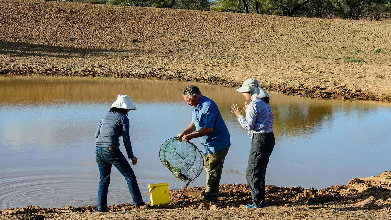DSC_4456_185766-1280x720.jpg. Expedition guide Terry Coldham fishes some yabbies out of a pond on the Stelzer mine. Photo by Andrew Lucas/GIA.