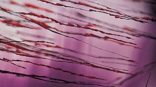 Deep Red Needles of Hematite in Amethyst