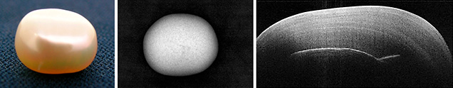 Freshwater tissue-nucleated cultured pearl Freshwater tissue-nucleated cultured pearl