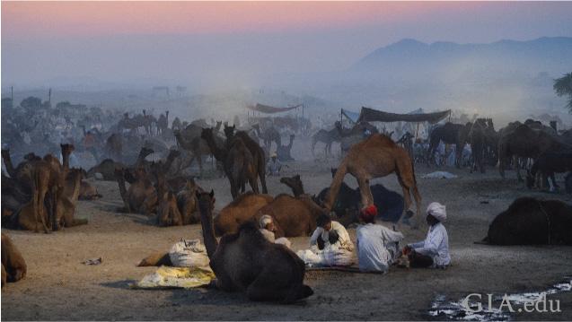 Image shows hundreds of camels and their drivers resting in the desert. Image shows hundreds of camels and their drivers resting in the desert.