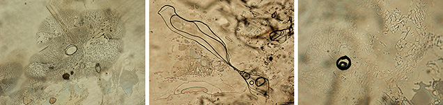 Two-phase inclusions in Montana alluvial sapphires.